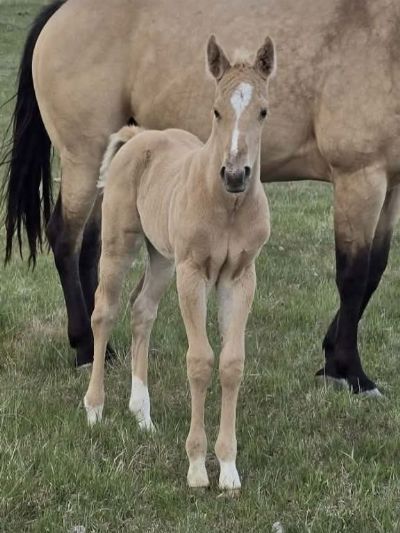 Blondie Bartender JW <BR>AQHA PENDING